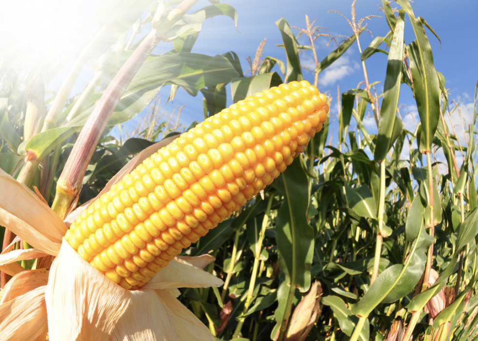 États avec la plus grande industrie agricole 