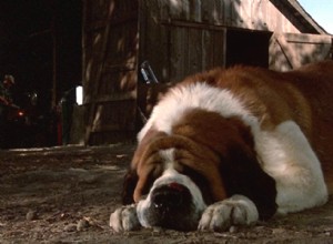 Les meilleurs films sur les chiens de tous les temps 