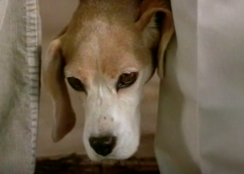 Les meilleurs films sur les chiens de tous les temps 