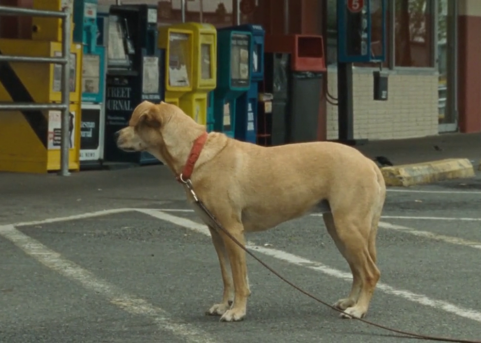 Les meilleurs films sur les chiens de tous les temps 