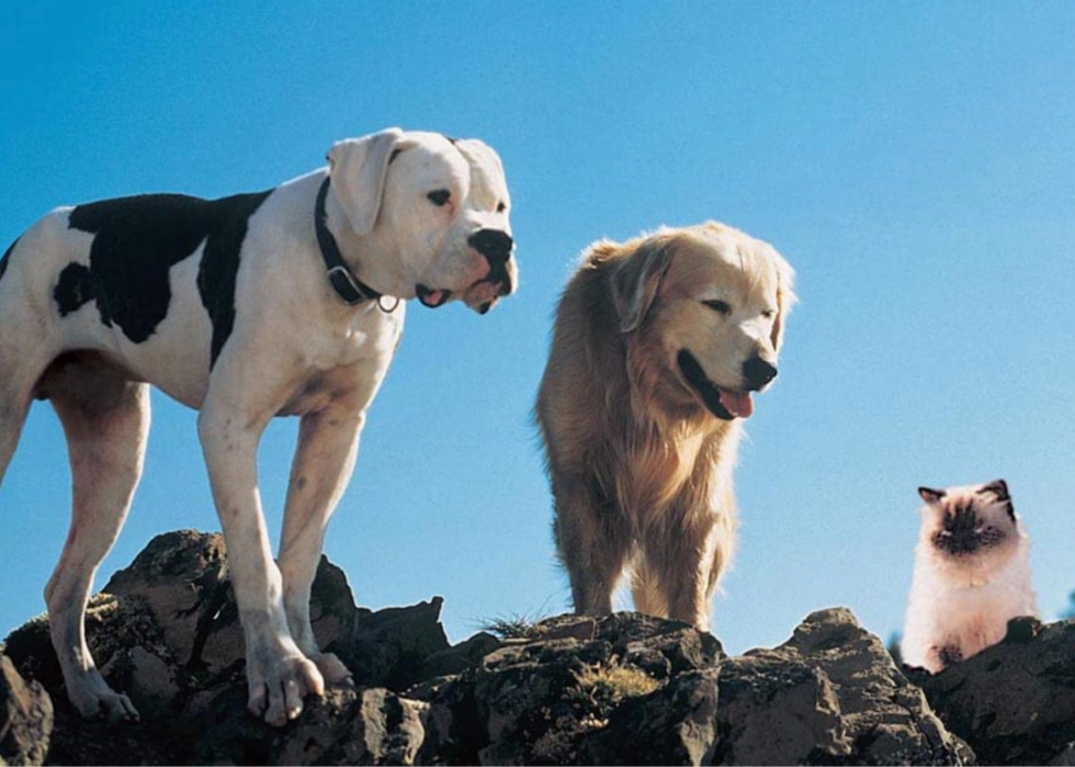 Les meilleurs films sur les chiens de tous les temps 