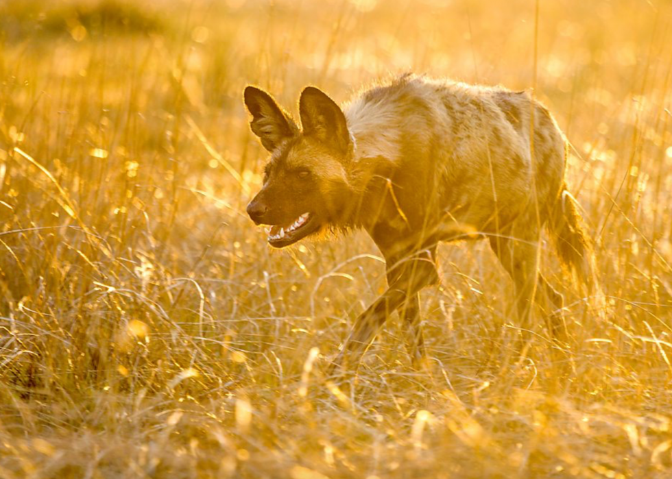 30 meilleurs documentaires sur la nature de tous les temps 