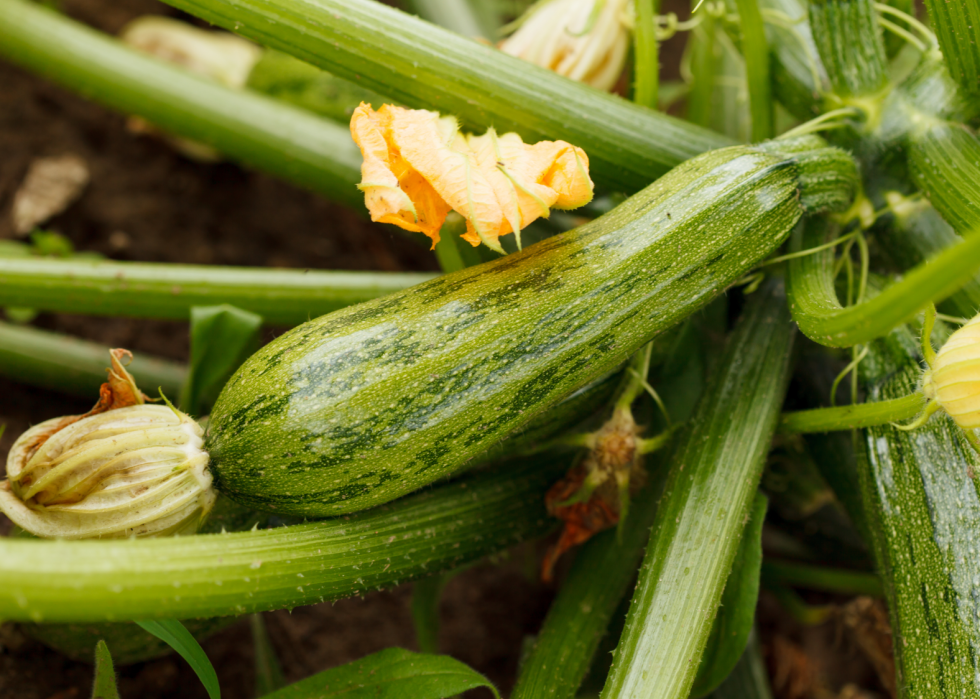 40 fruits et légumes les plus nutritifs, selon les experts 