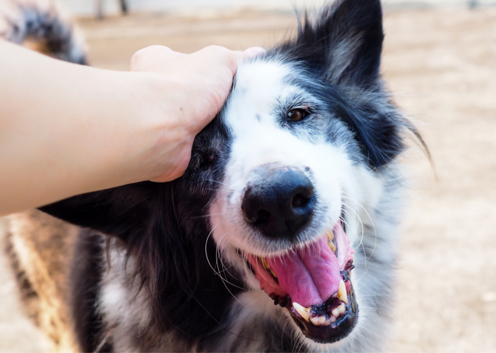 Conseils et ressources pour les propriétaires d animaux à travers l Amérique pendant COVID-19 