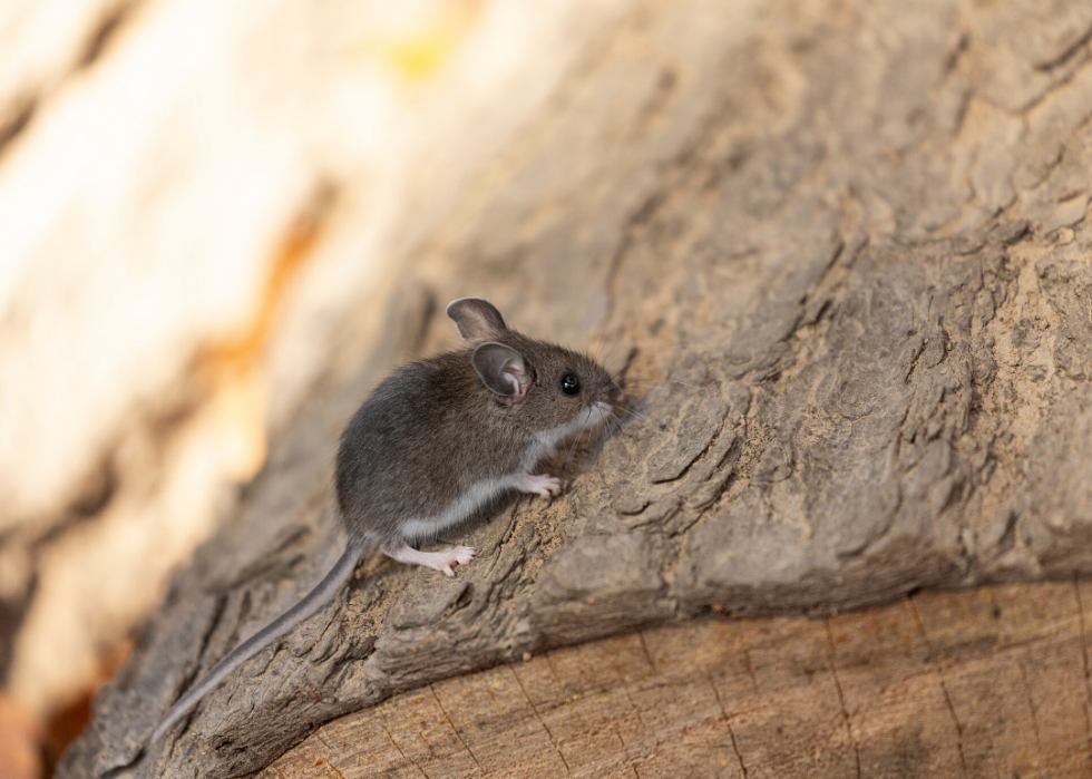 COVID-19 est le dernier exemple de zoonose - voici 30 autres maladies que les animaux transmettent aux humains 