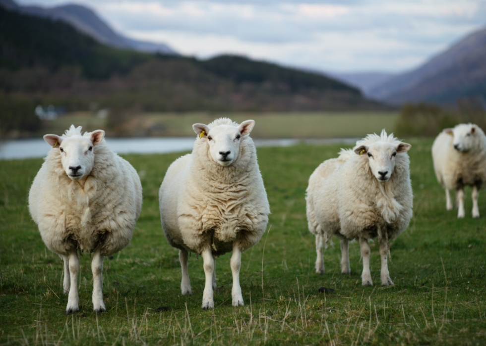 COVID-19 est le dernier exemple de zoonose - voici 30 autres maladies que les animaux transmettent aux humains 