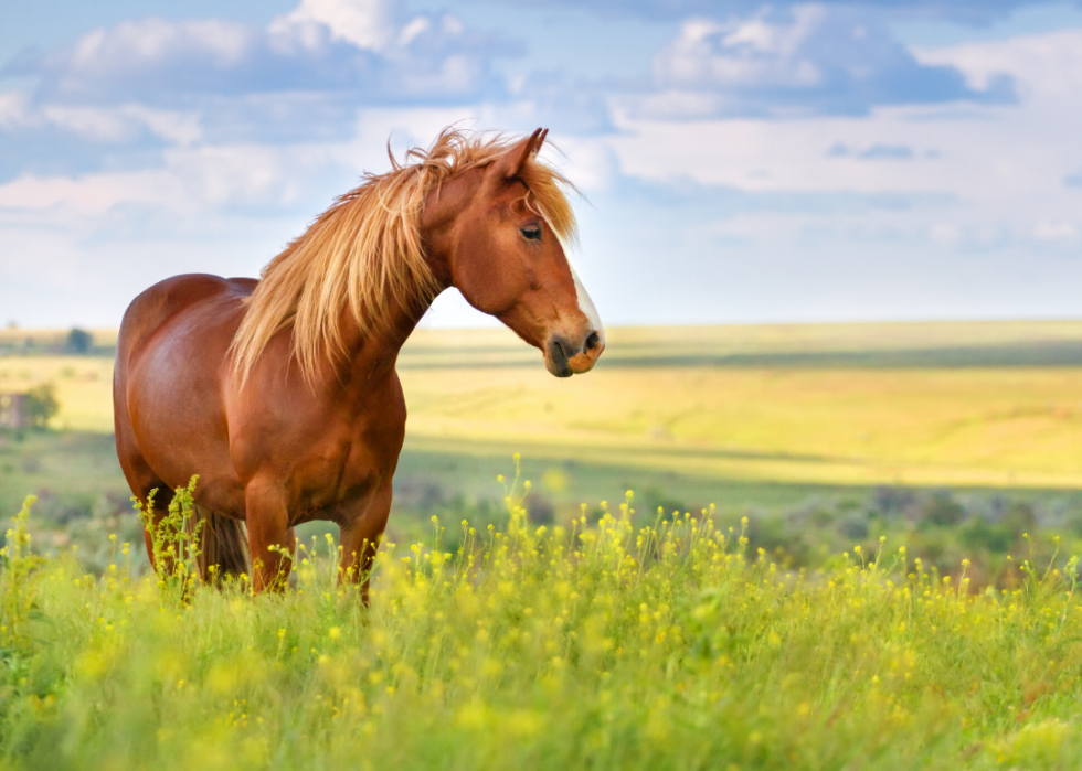 COVID-19 est le dernier exemple de zoonose - voici 30 autres maladies que les animaux transmettent aux humains 