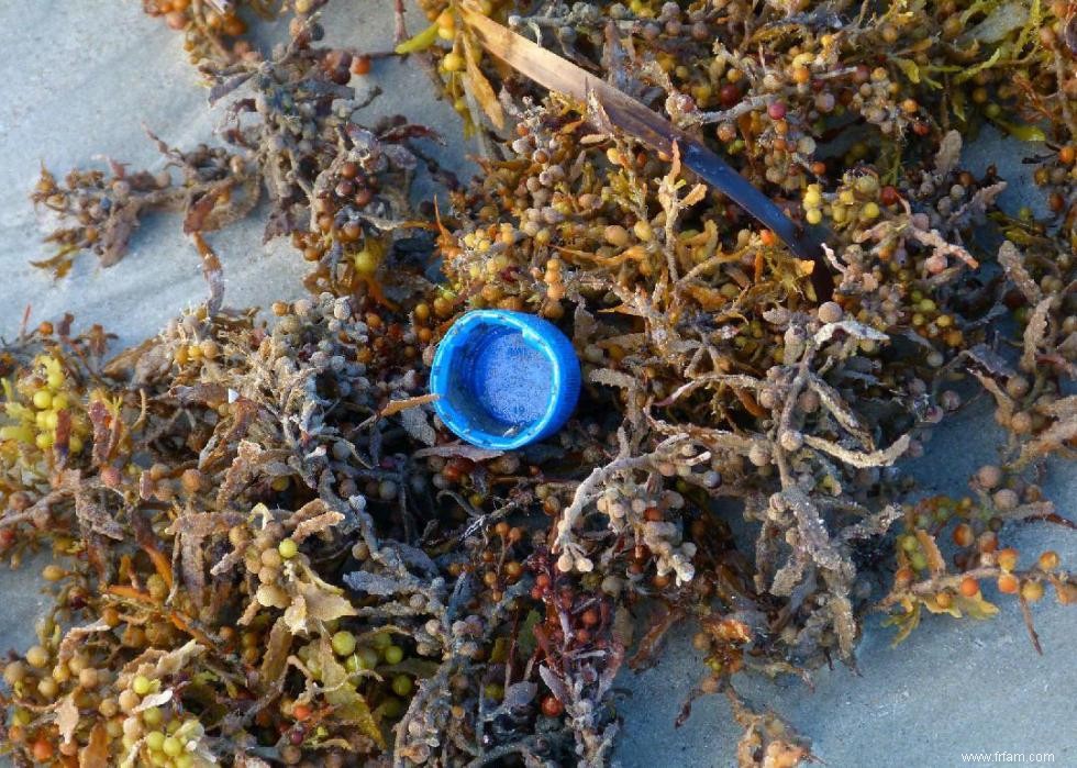 10 objets les plus courants qui polluent l océan 