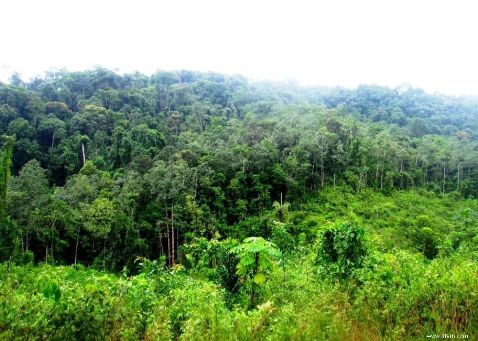 Les pays les plus dangereux pour les écologistes 