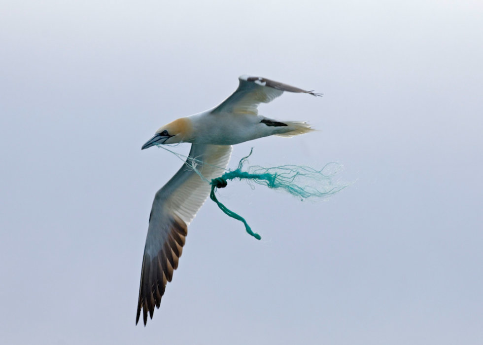 Voici l impact réel du plastique sur l environnement 