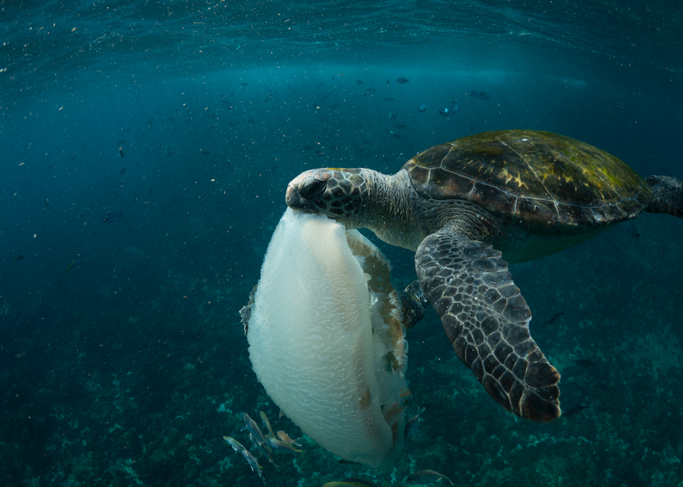 Voici l impact réel du plastique sur l environnement 