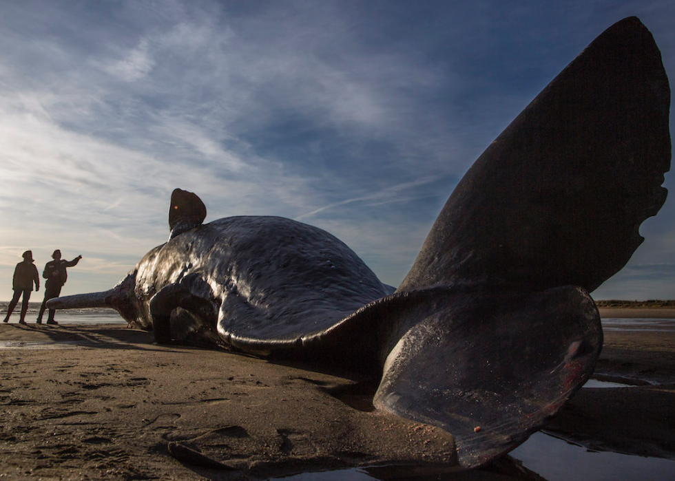 Voici l impact réel du plastique sur l environnement 