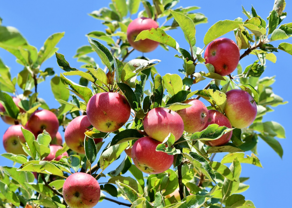 Comment l accès aux produits frais varie à travers l Amérique 