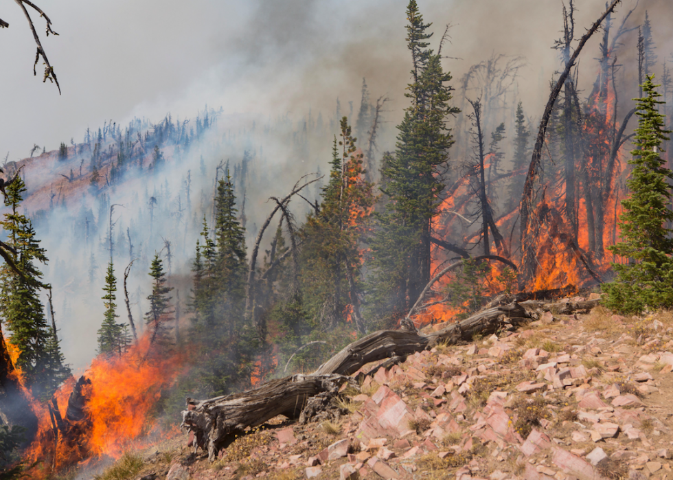 Les plus grands incendies de forêt de la décennie 