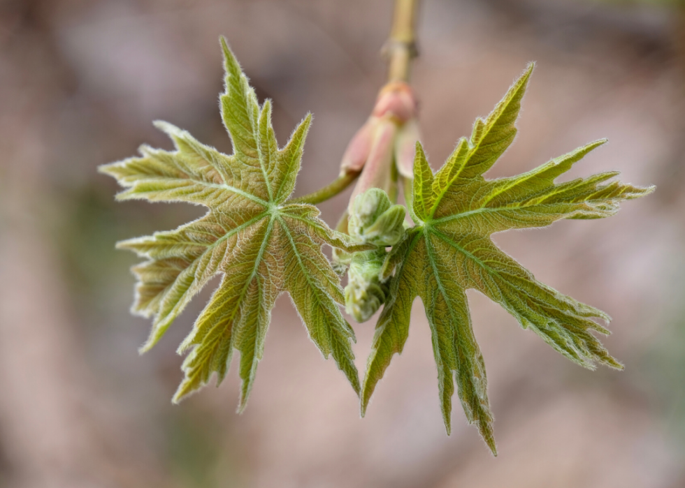 Quiz :Saurez-vous identifier cet arbre à sa feuille ? 