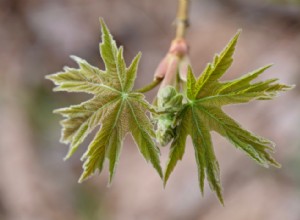 Quiz :Saurez-vous identifier cet arbre à sa feuille ? 