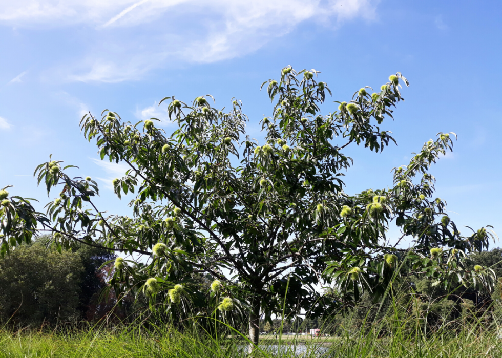 Quiz :Saurez-vous identifier cet arbre à sa feuille ? 