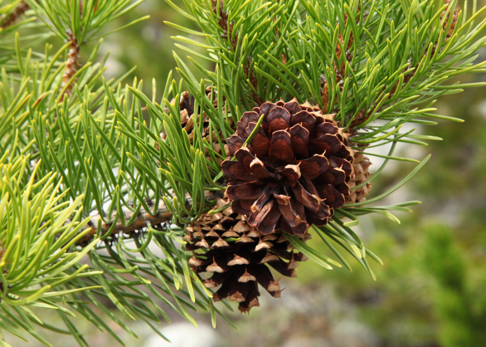 Quiz :Saurez-vous identifier cet arbre à sa feuille ? 