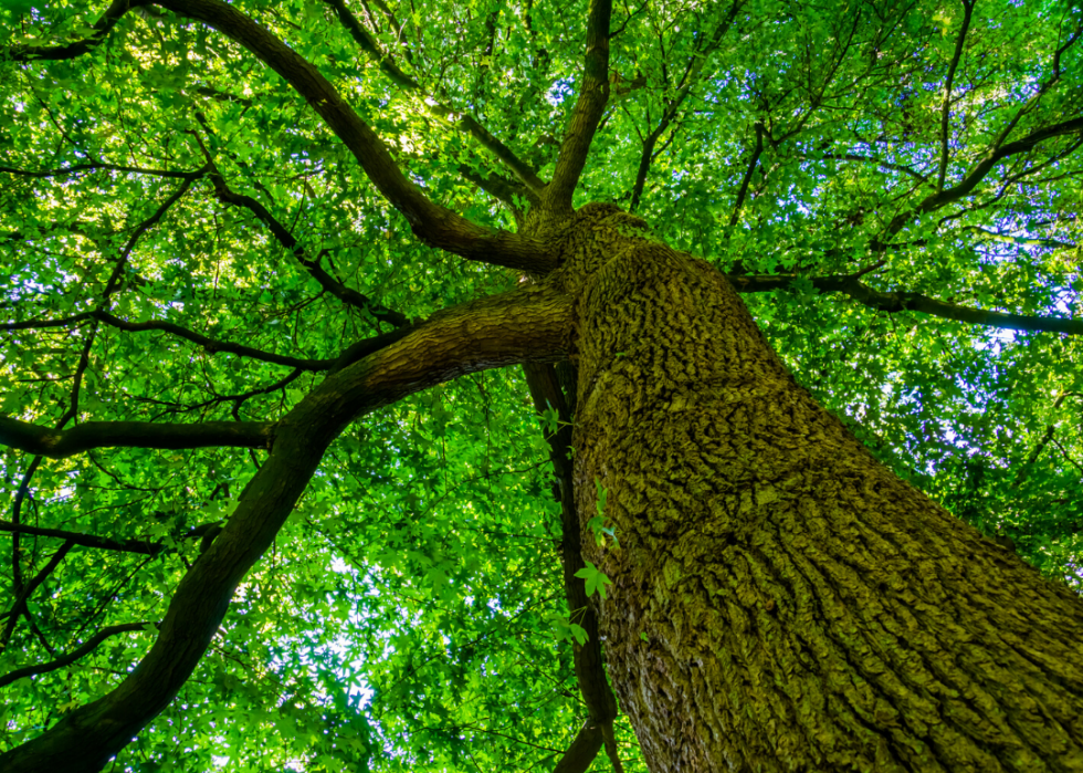 Quiz :Saurez-vous identifier cet arbre à sa feuille ? 