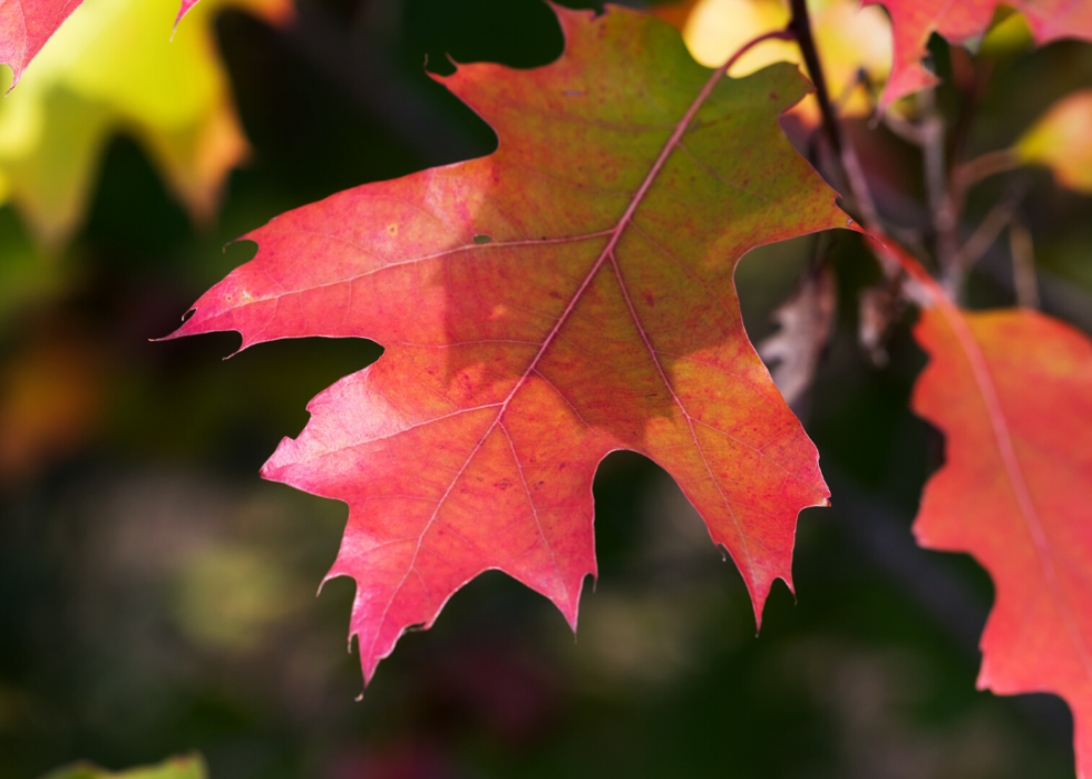 Quiz :Saurez-vous identifier cet arbre à sa feuille ? 