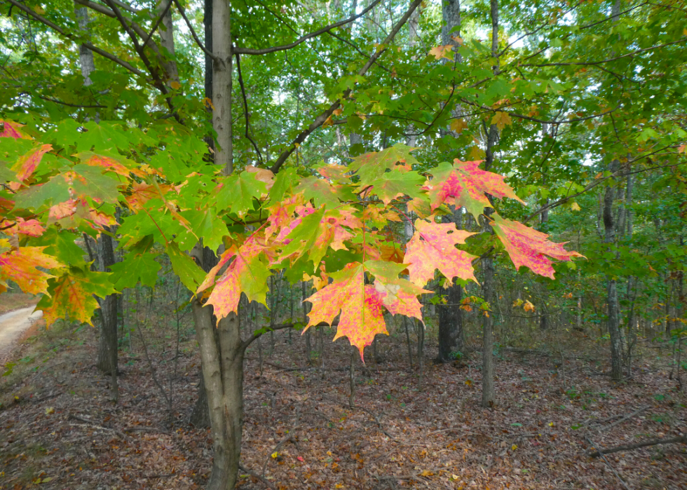 Quiz :Saurez-vous identifier cet arbre à sa feuille ? 