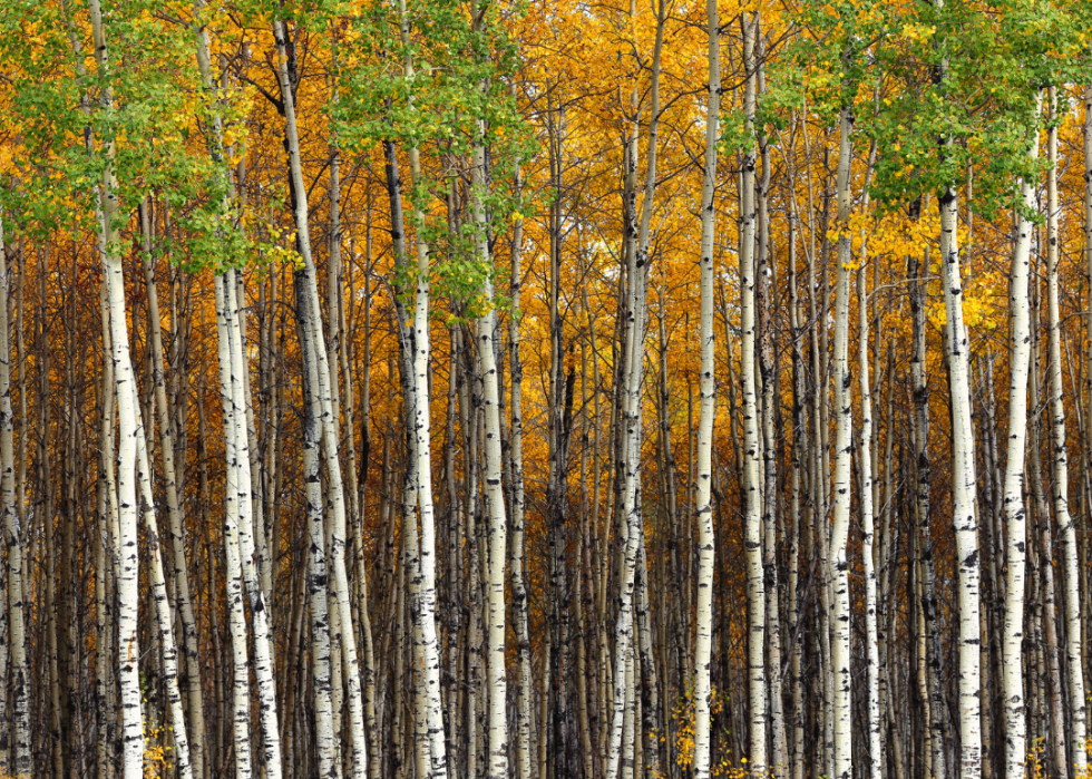 Quiz :Saurez-vous identifier cet arbre à sa feuille ? 