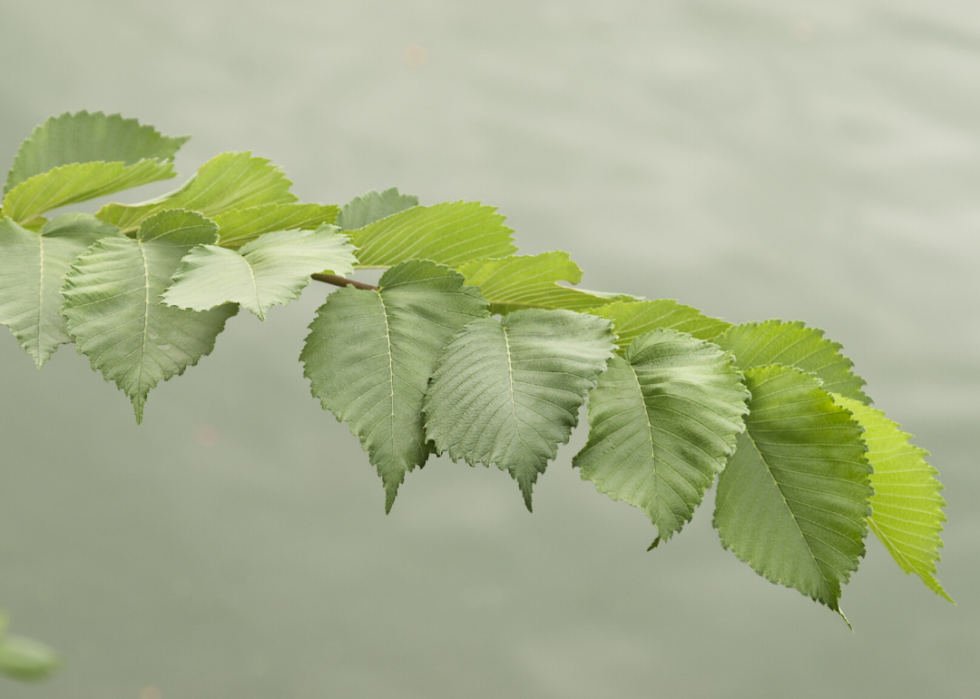 Quiz :Saurez-vous identifier cet arbre à sa feuille ? 