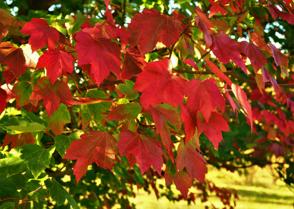 Quiz :Saurez-vous identifier cet arbre à sa feuille ? 