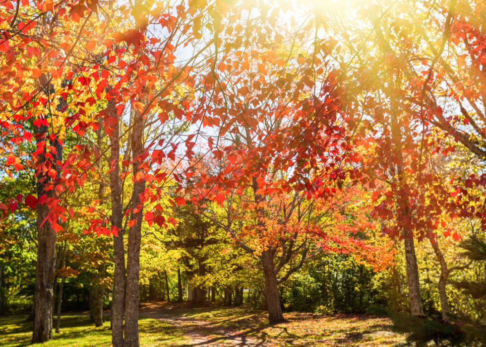 Quiz :Saurez-vous identifier cet arbre à sa feuille ? 