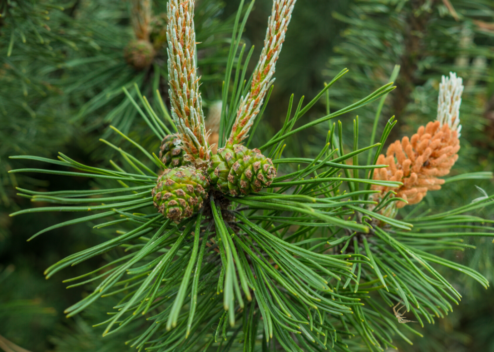 Quiz :Saurez-vous identifier cet arbre à sa feuille ? 