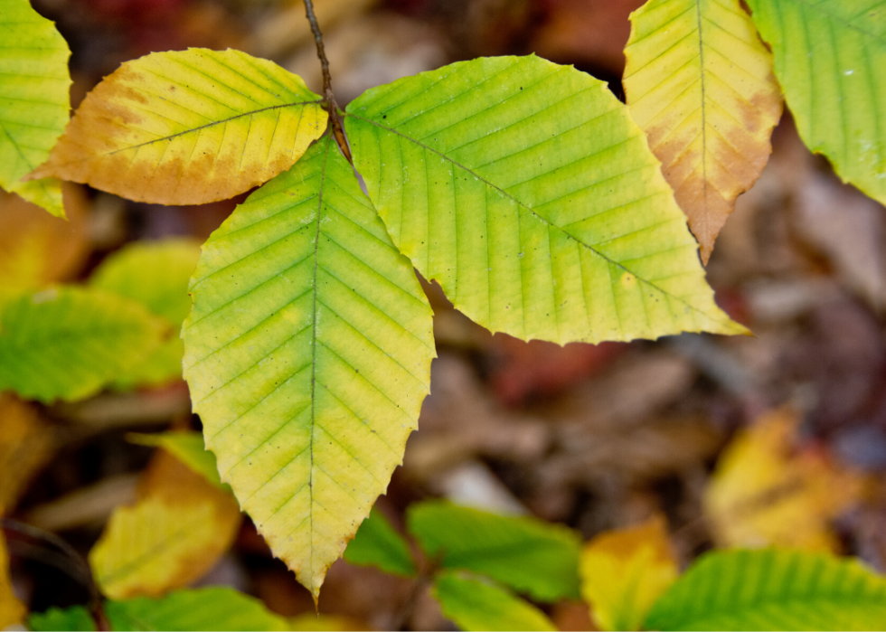 Quiz :Saurez-vous identifier cet arbre à sa feuille ? 