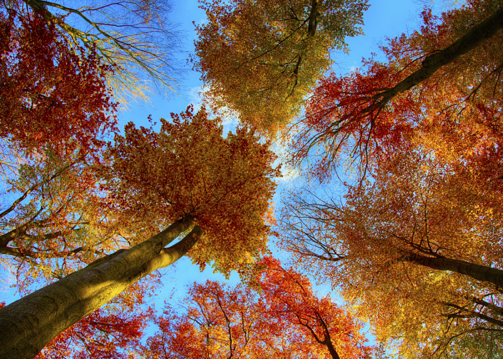 Quiz :Saurez-vous identifier cet arbre à sa feuille ? 