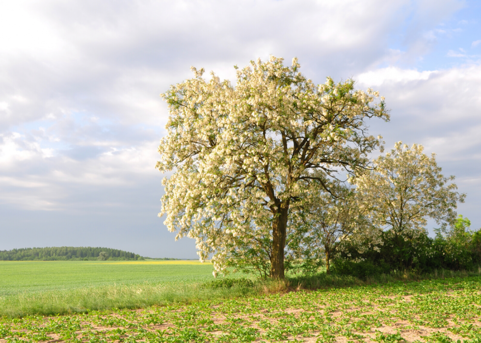 Quiz :Saurez-vous identifier cet arbre à sa feuille ? 