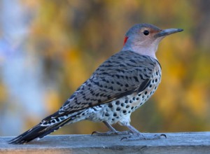 Comment le changement climatique affecte chaque oiseau d État 