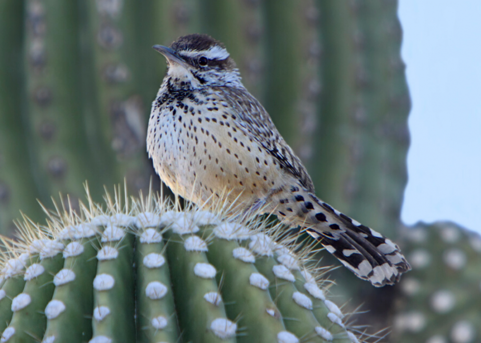 Comment le changement climatique affecte chaque oiseau d État 