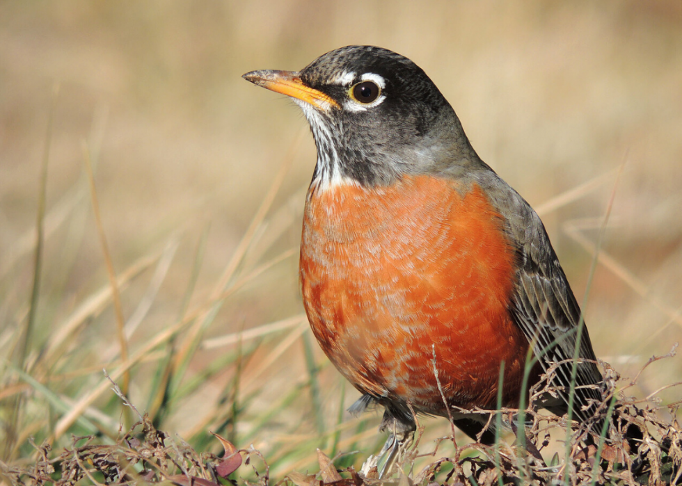 Comment le changement climatique affecte chaque oiseau d État 