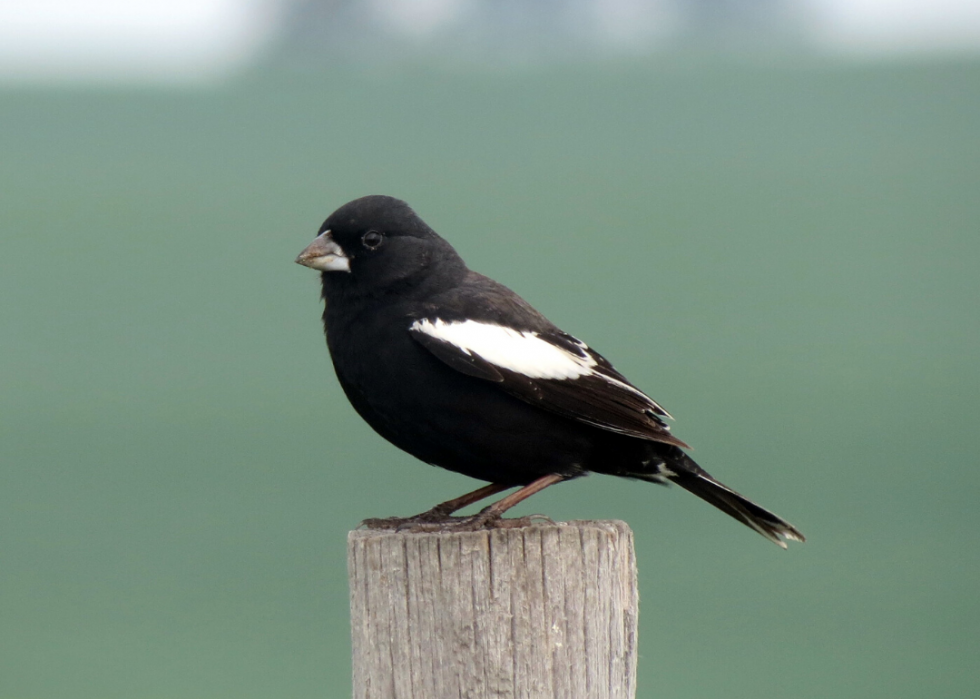 Comment le changement climatique affecte chaque oiseau d État 