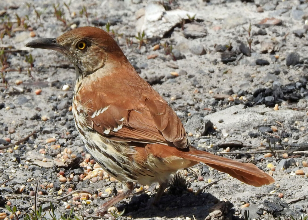 Comment le changement climatique affecte chaque oiseau d État 