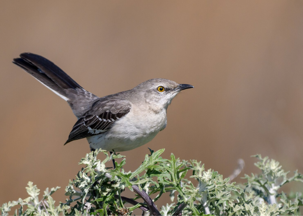 Comment le changement climatique affecte chaque oiseau d État 