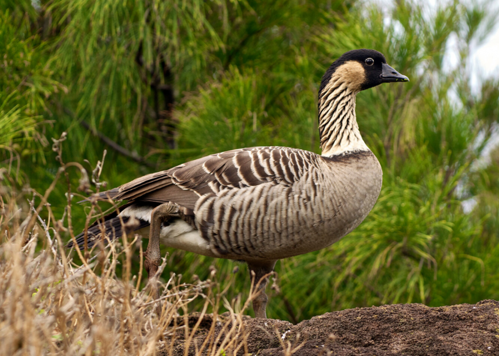 Comment le changement climatique affecte chaque oiseau d État 