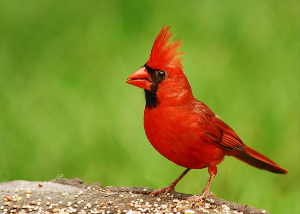 Comment le changement climatique affecte chaque oiseau d État 