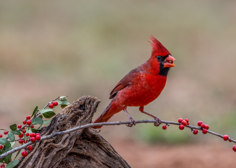 Comment le changement climatique affecte chaque oiseau d État 