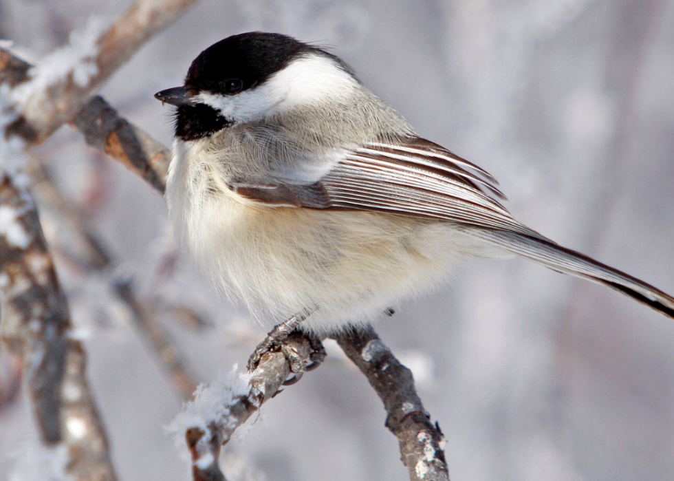 Comment le changement climatique affecte chaque oiseau d État 