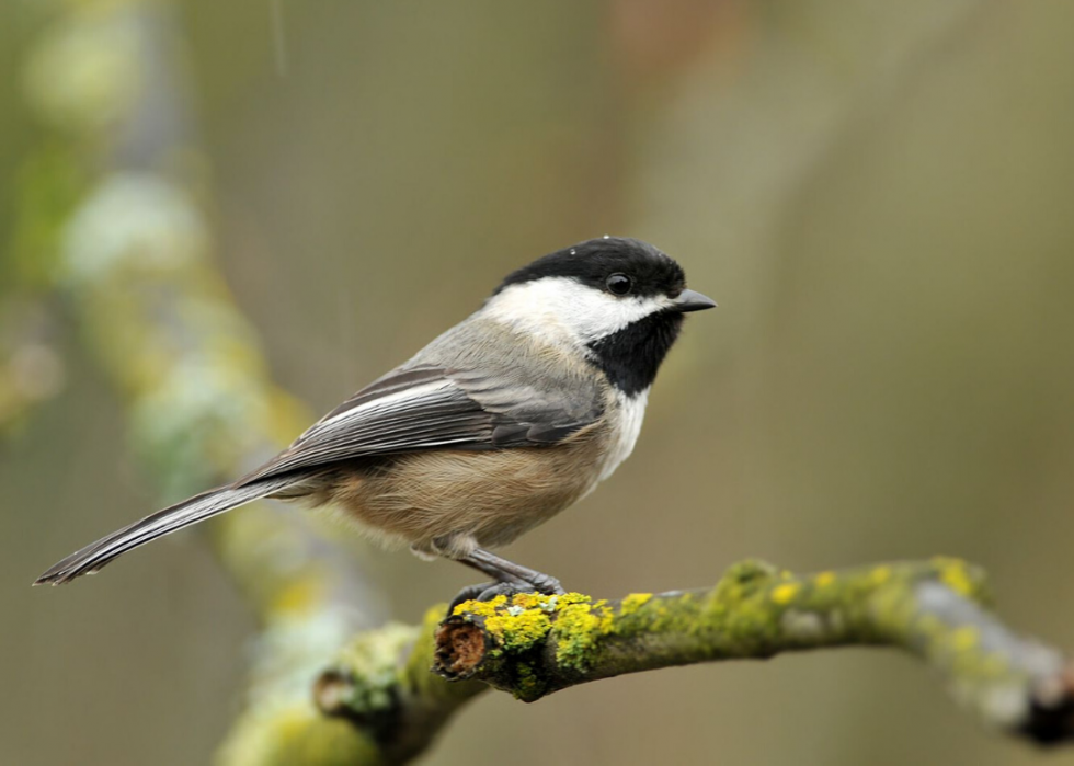 Comment le changement climatique affecte chaque oiseau d État 