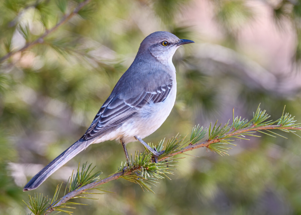 Comment le changement climatique affecte chaque oiseau d État 