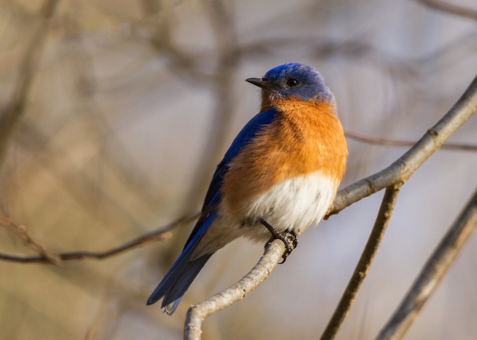 Comment le changement climatique affecte chaque oiseau d État 