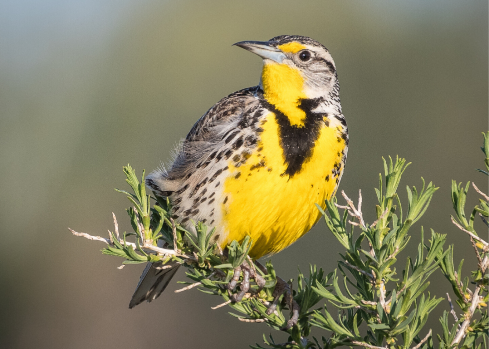 Comment le changement climatique affecte chaque oiseau d État 