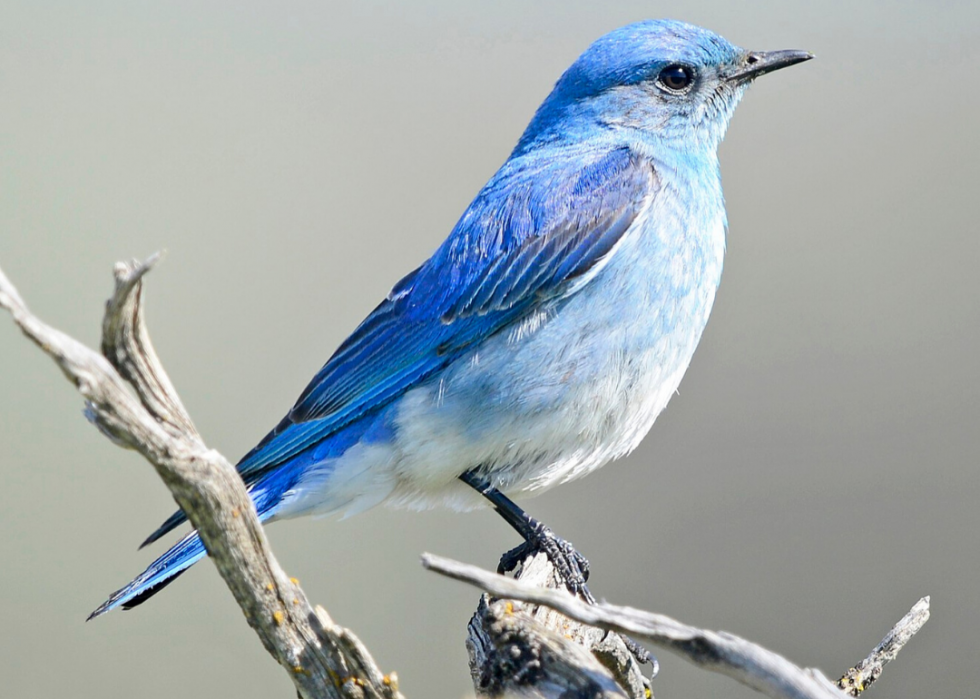 Comment le changement climatique affecte chaque oiseau d État 