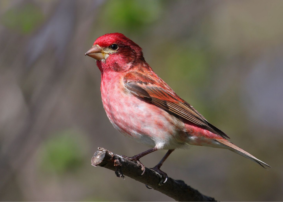 Comment le changement climatique affecte chaque oiseau d État 