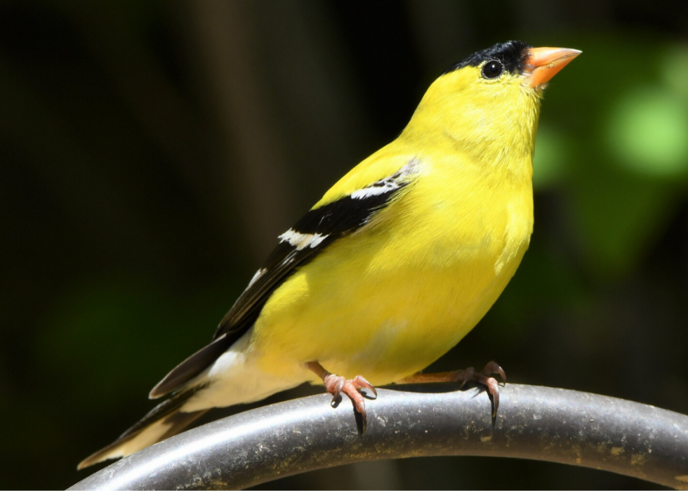 Comment le changement climatique affecte chaque oiseau d État 